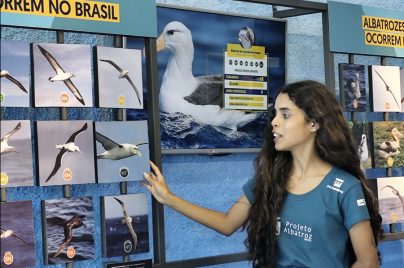 projeto albatroz