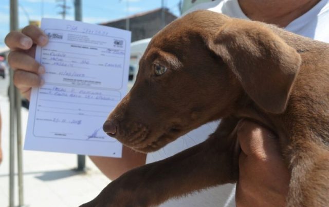 rio-das-ostras-realiza-feira-de-adocao-animal-nesta-terca-dia-9-feira-sera-realizada-nesta-terca-dia-9-foto-divulgacao