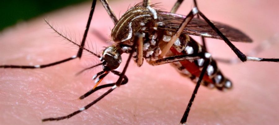 Mosquito Aedes aegypti, transmissor da Chikungunya, da dengue e zika. Foto: Divulgação