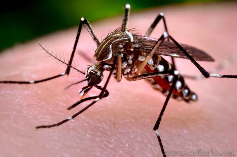 Mosquito Aedes aegypti, transmissor da Chikungunya, da dengue e zika. Foto: Divulgação