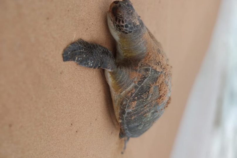 tartaruga é encontrada morta na praia de tucuns, em búzios