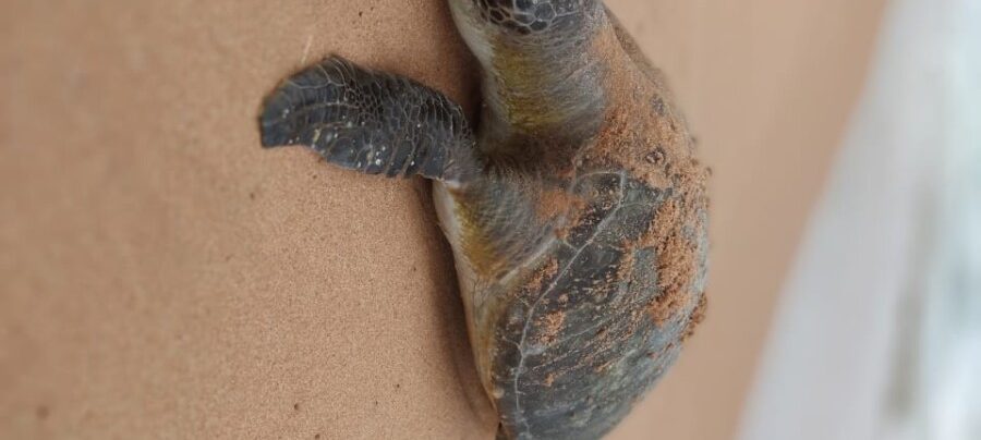 tartaruga é encontrada morta na praia de tucuns, em búzios