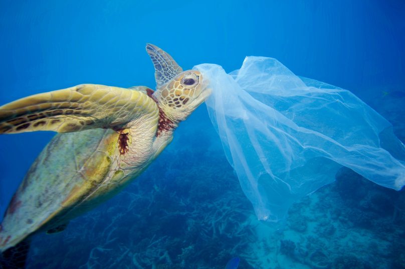 Imagem ilustrativa: WWF Brasil.