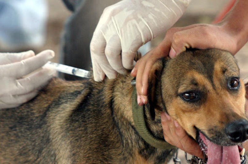 A campanha vai vacinar cães e gatos com idade mínima de três meses. Imagem: Reprodução