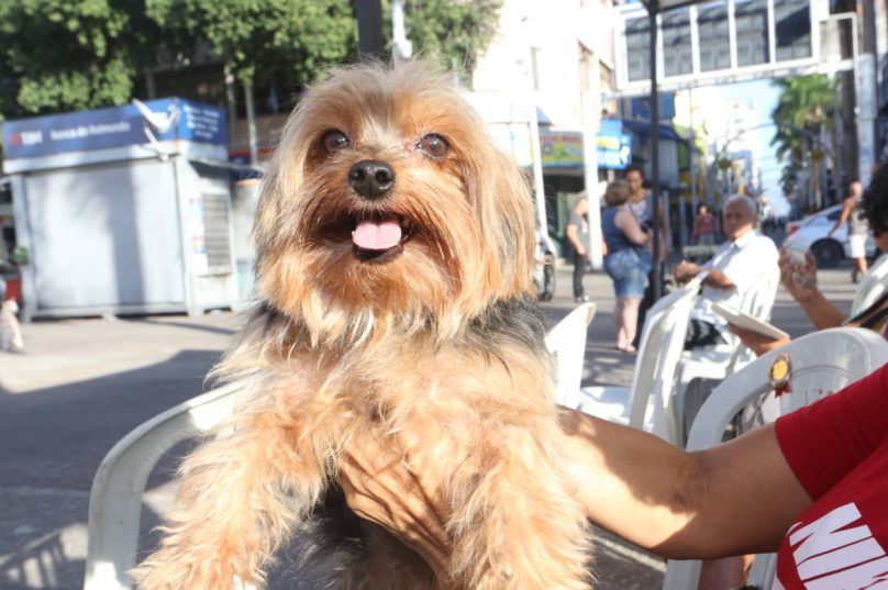 SES-RJ realiza Dia D de vacinação antirrábica neste sábado (27), com 2,5 milhões de doses para cães e gatos no estado / divulgação